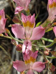 Alstroemeria angustifolia, photograph Nicolás Lavandero, CC BY, iNaturalist via GBIF