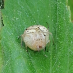 Bertrana striolata