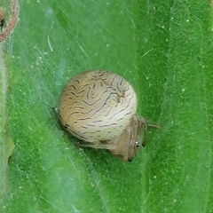 Bertrana striolata