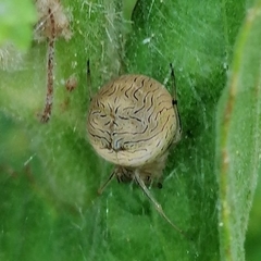 Bertrana striolata