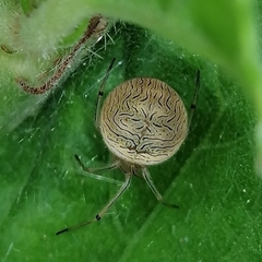 Bertrana striolata