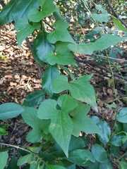Aristolochia pentandra
