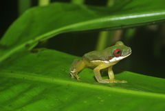 Duellmanohyla salvavida