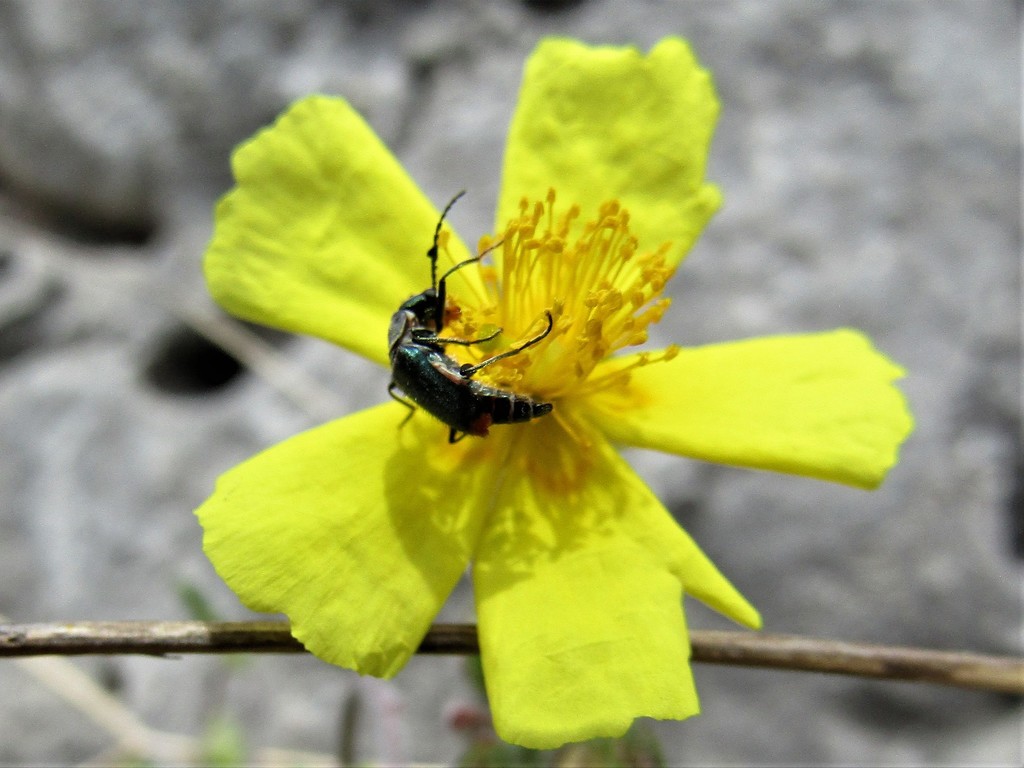 Ceratistes cervulus