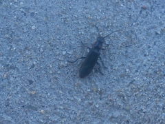 Cantharis nigricans