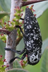 Capnodis cariosa