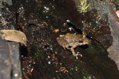 Craugastor laevissimus