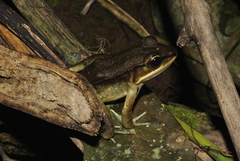 Lithobates maculatus