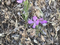 Clarkia biloba brandegeeae