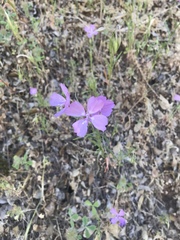 Clarkia biloba brandegeeae