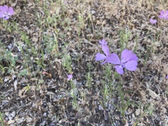 Clarkia biloba brandegeeae
