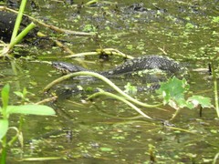 Nerodia fasciata