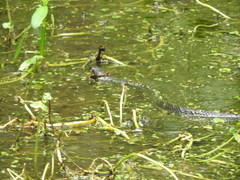 Nerodia fasciata