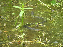 Nerodia fasciata