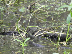 Nerodia fasciata