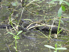 Nerodia fasciata