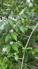 Lonicera maackii