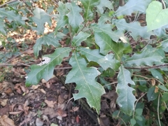 Quercus runcinatifolia