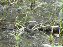 Nerodia fasciata