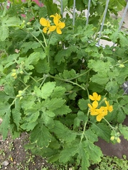 Chelidonium majus