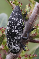 Capnodis cariosa