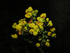 Calceolaria angustifolia