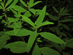 Calceolaria angustifolia