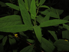 Calceolaria angustifolia