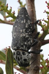 Capnodis cariosa