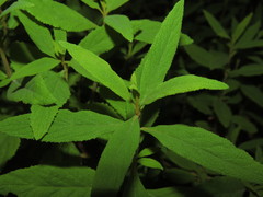 Calceolaria angustifolia