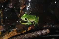 Teratohyla pulverata