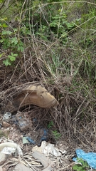 Sceloporus variabilis olloporus