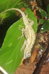 Anolis lemurinus