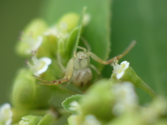 Thomisidae