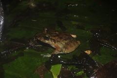 Craugastor aurilegulus