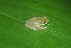 Duellmanohyla salvavida