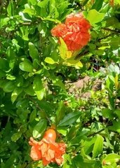 Granatapfel (Punica granatum): Herkunft und Verwendung — Foto 3