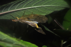 Platyneuromus reflexus