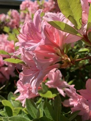 Rhododendron × hybridum