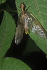 Platyneuromus reflexus