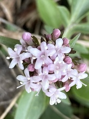 Valeriana acutiloba
