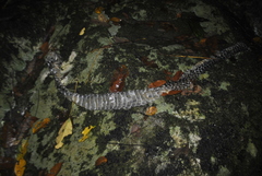 Chironius grandisquamis