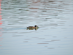 Heteronetta atricapilla