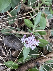 Valeriana acutiloba