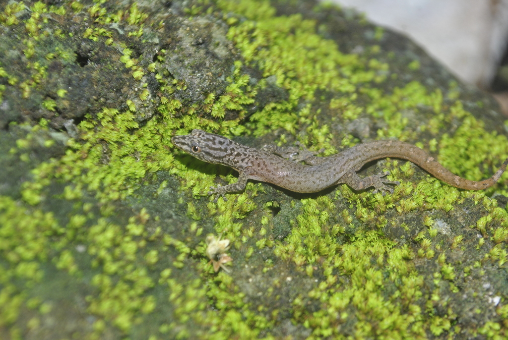 Dunn's Least Gecko