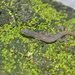 Dunn's Least Gecko - Photo (c) Josue Ramos Galdamez, some rights reserved (CC BY-NC), uploaded by Josue Ramos Galdamez