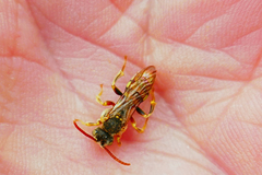Nomada imbricata