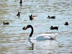 Cygnus melancoryphus