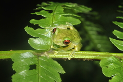 Duellmanohyla salvavida