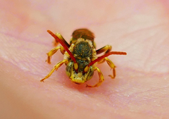 Nomada imbricata